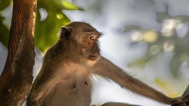 Biaya Tiket Masuk Monkey Forest Tourism Park 4