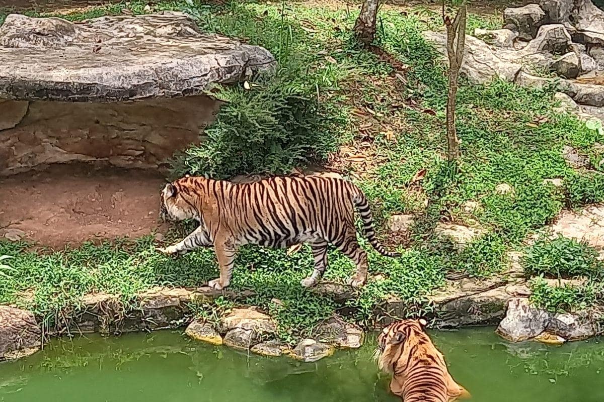 Kebun Binatang Lampung, Pilihan Wisata Satwa untuk Keluarga 2