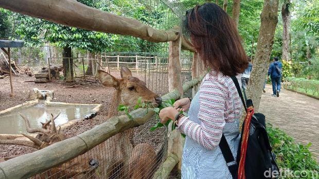 Taman Satwa Wisata Lembah Hijau Lampung 2