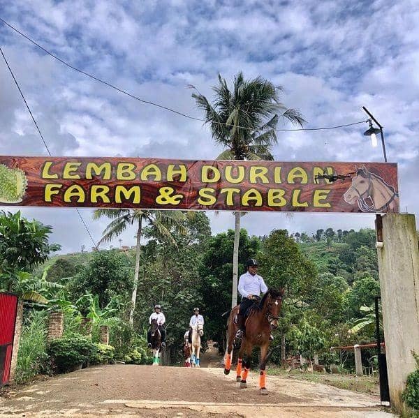 6. Lembah Durian Farm Stable 7