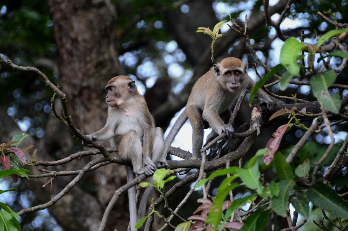 Taman Wisata Hutan Kera Bandar Lampung 3
