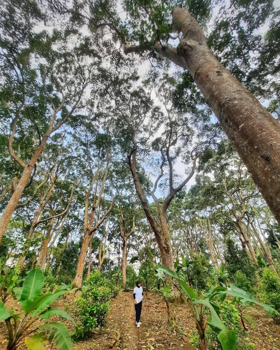 Taman Wisata Hutan Kera Bandar Lampung 6
